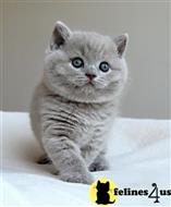 british shorthair kitten posted by wyattharper31