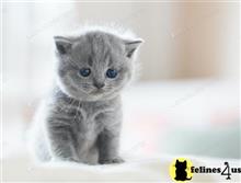 british shorthair kitten posted by wyattharper31