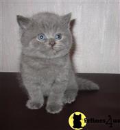 british shorthair kitten posted by wyattharper31