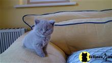 british shorthair kitten posted by wyattharper31