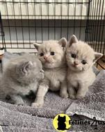 british shorthair kitten posted by wyattharper31