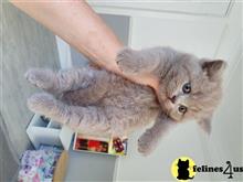 british shorthair kitten posted by wyattharper31