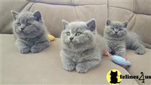 british shorthair kitten posted by wyattharper31