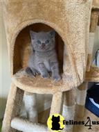 british shorthair kitten posted by wyattharper31