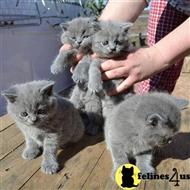british shorthair kitten posted by wyattharper31