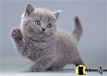 british shorthair kitten posted by wyattharper31