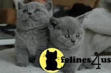 british shorthair kitten posted by wyattharper31