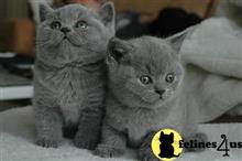 british shorthair kitten posted by wyattharper31
