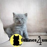 british shorthair kitten posted by wyattharper31