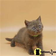 british shorthair kitten posted by wyattharper31