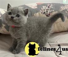 british shorthair kitten posted by wyattharper31