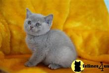 british shorthair kitten posted by wyattharper31