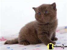 british shorthair kitten posted by wyattharper31