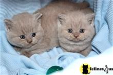 british shorthair kitten posted by wyattharper31