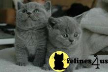 british shorthair kitten posted by wyattharper31