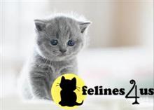 british shorthair kitten posted by wyattharper31