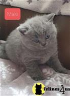 british shorthair kitten posted by wyattharper31