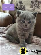 british shorthair kitten posted by wyattharper31