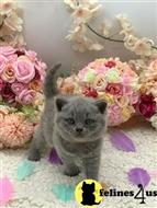 british shorthair kitten posted by wyattharper31