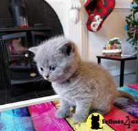 british shorthair kitten posted by wyattharper31