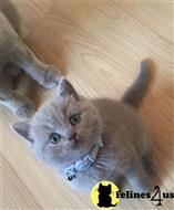 british shorthair kitten posted by wyattharper31