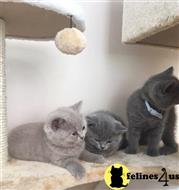 british shorthair kitten posted by wyattharper31