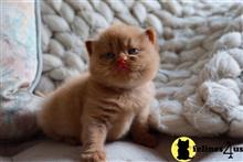 british shorthair kitten posted by wyattharper31