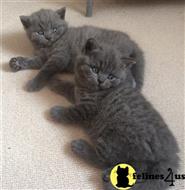 british shorthair kitten posted by wyattharper31