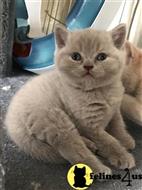 british shorthair kitten posted by wyattharper31