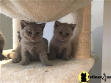 british shorthair kitten posted by wyattharper31