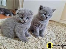 british shorthair kitten posted by wyattharper31