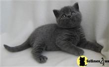 british shorthair kitten posted by wyattharper31