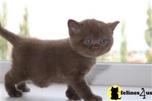 british shorthair kitten posted by wyattharper31