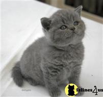 british shorthair kitten posted by wyattharper31