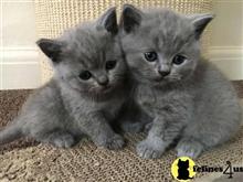 british shorthair kitten posted by wyattharper31