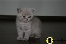 british shorthair kitten posted by wyattharper31