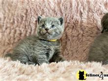 british shorthair kitten posted by wyattharper31