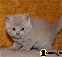 british shorthair kitten posted by wyattharper31