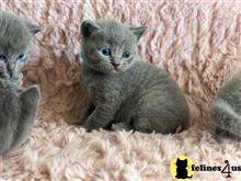 british shorthair kitten posted by wyattharper31
