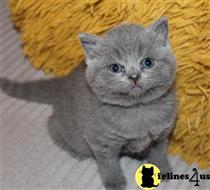 british shorthair kitten posted by wyattharper31