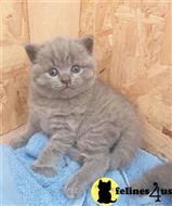 british shorthair kitten posted by wyattharper31