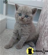 british shorthair kitten posted by wyattharper31