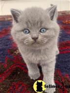 british shorthair kitten posted by wyattharper31