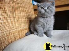 british shorthair kitten posted by wyattharper31