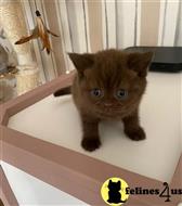 british shorthair kitten posted by wyattharper31