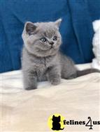 british shorthair kitten posted by wyattharper31