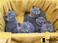 british shorthair kitten posted by wyattharper31
