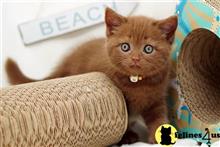 british shorthair kitten posted by wyattharper31