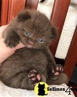 british shorthair kitten posted by wyattharper31