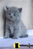 british shorthair kitten posted by wyattharper31